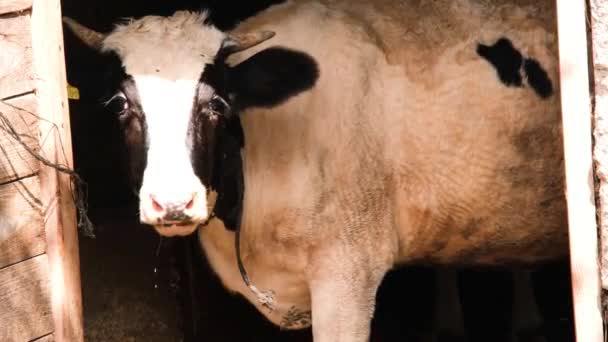 Krowa przeżuwająca, krowa gospodarska przeżuwająca w stodole — Wideo stockowe