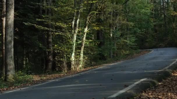 Caminho da floresta, No outono, folhas estão caindo na estrada de asfalto na floresta, caminho — Vídeo de Stock