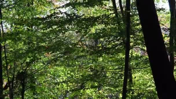 Viento en otoño, en otoño el viento balancea los árboles — Vídeos de Stock