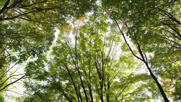 Drzewa tło, wysokie drzewa i niebo widoczne jesienią, jesień i tło — Wideo stockowe
