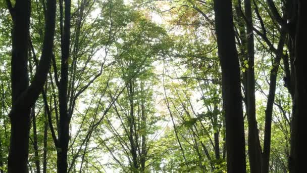 Лесной фон, лес можно увидеть на заднем плане, осень — стоковое видео