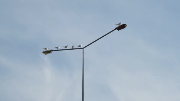 Gaviotas, gaviotas en el farol, fondo del cielo — Vídeos de Stock