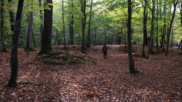 Гулять среди деревьев, молодой человек гулять среди деревьев, в лесу и осенью — стоковое видео