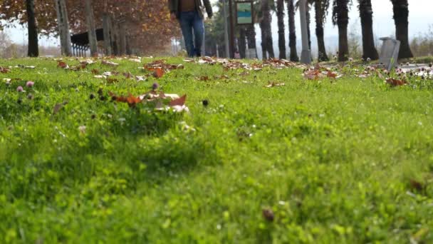 Walking on grass, man walking on green grass in autumn — Stock Video