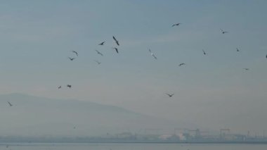 Kuşlar, kuş sürüsü denizin üstünde ve gökyüzünde yavaş çekimde görülebilir.