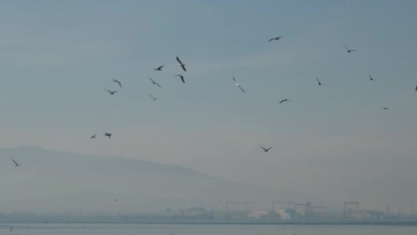 Fåglar, flock av fåglar kan ses över havet och på himlen, slow motion — Stockvideo