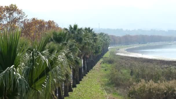 Palmeras, palmeras y el mar se pueden ver en la playa — Vídeos de Stock