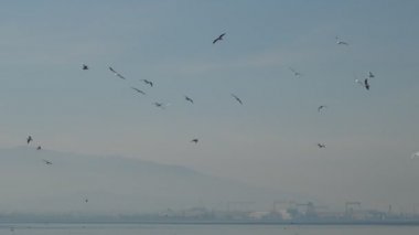 Uçan kuşlar, kuşlar gökyüzünde sürüler halinde uçar, martılar