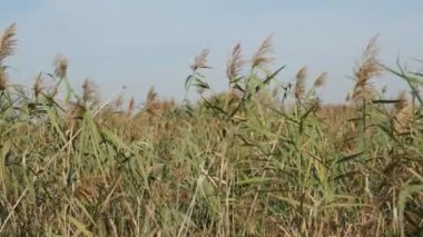 Sazlıklar, sazlıklar rüzgarda sallanıyor sonbaharda