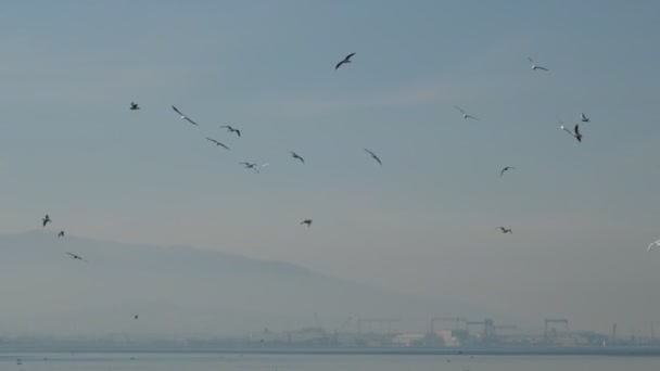 Aves voladoras, aves vuelan en bandadas en el cielo, gaviotas — Vídeo de stock