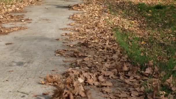 Drönare blåser torra löv på hösten, flygande löv — Stockvideo