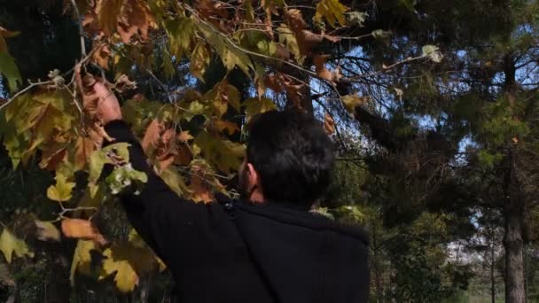 Phone in forest, man talks by cell phone in the forest, autumn — Stock Video