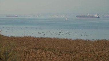 Deniz manzarası ve kuşlar, kuşlar, deniz ve gemi görülür ve yakınlaştırılır
