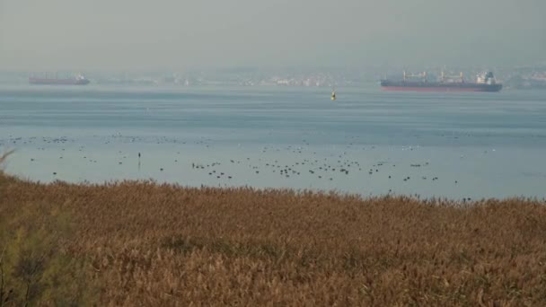 Paisagem marinha e aves, aves, mar e navio são vistos e ampliados — Vídeo de Stock