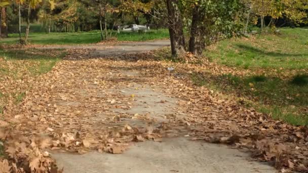 Беспилотник снимает сухие листья на земле, как он летит близко к земле, осенью — стоковое видео