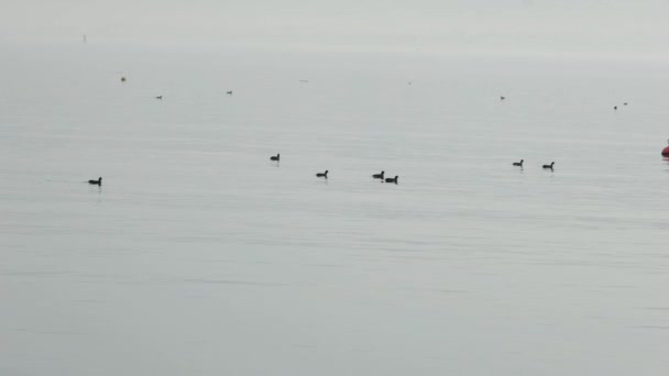 Birds on sea, cormorant birds over the foggy sea — Stockvideo