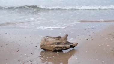 beach log, a log on the beach in the waves