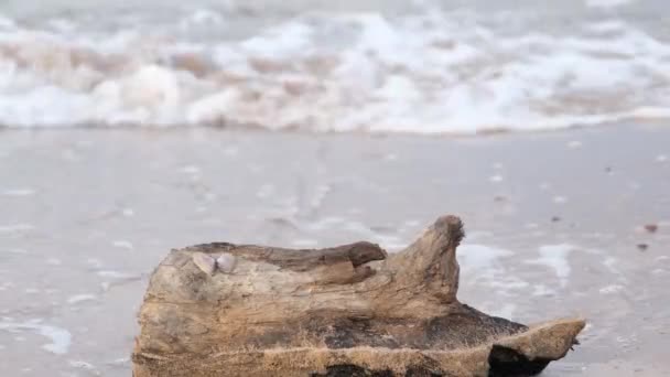 Log, a log among the waves on the beach, close up — Stok video