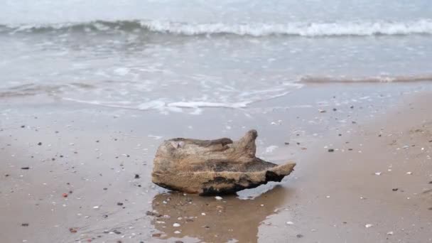 Beach log, a log on the beach in the waves — Vídeo de stock