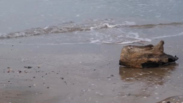 Beached log, beached log by the sea, writing area — Vídeo de stock