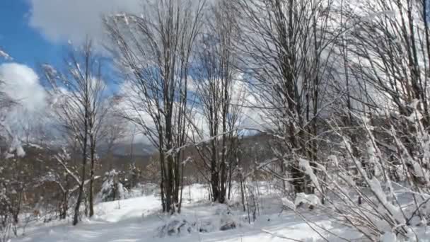 Увеличение снежного леса — стоковое видео