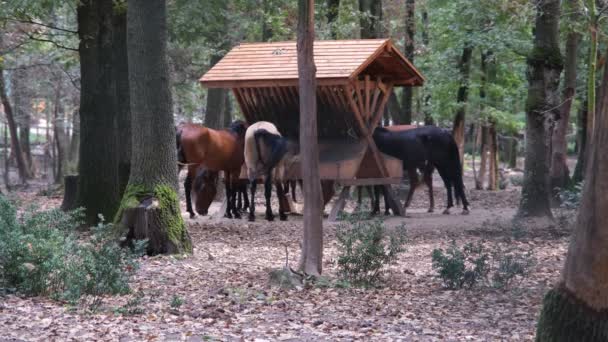 Caballos de pastoreo en rancho — Vídeo de stock