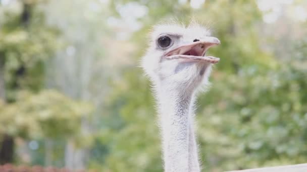 Retrato de cabeza de avestruz — Vídeo de stock