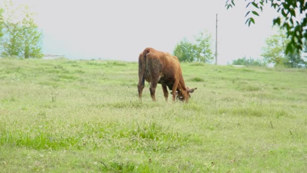 Vaca pastando en el campo — Vídeo de stock