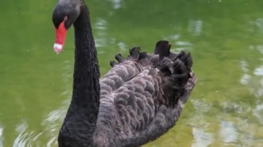 siyah kuğu ağır çekim