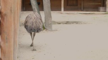 Hayvanat bahçesindeki devekuşları