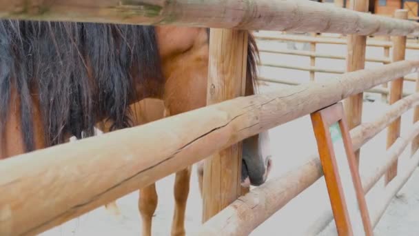 Gevangen paarden op de ranch — Stockvideo