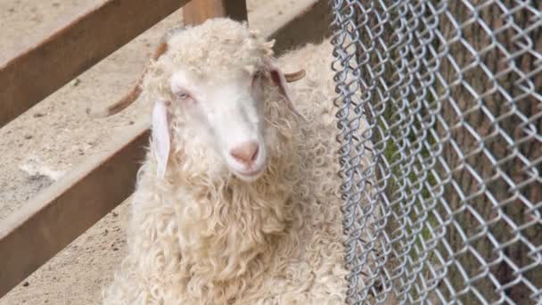Полонені вівці на фермі — стокове відео