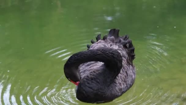 イッチリした白鳥のスローモーション — ストック動画