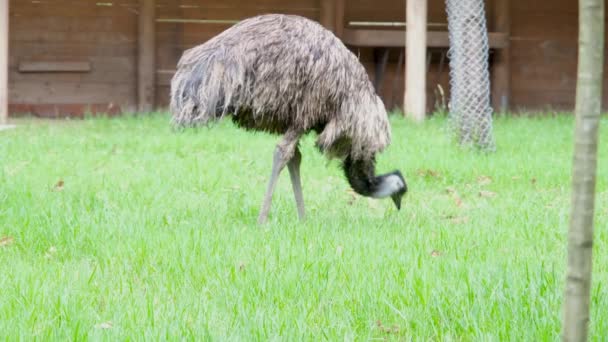 Ostrich grazing on meadows — Stock Video
