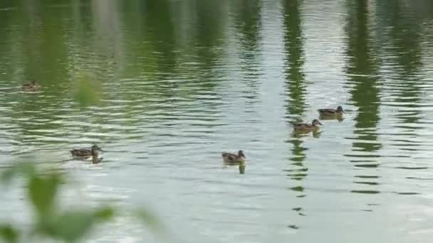 Качки плавають в озері — стокове відео