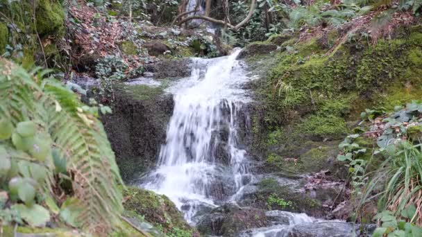 Pequeña cascada en arroyo — Vídeos de Stock