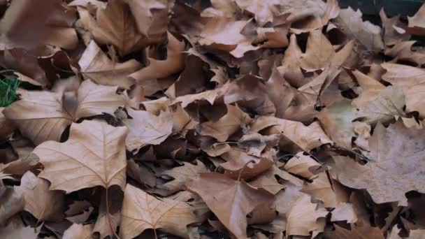 Licença seca outono — Vídeo de Stock