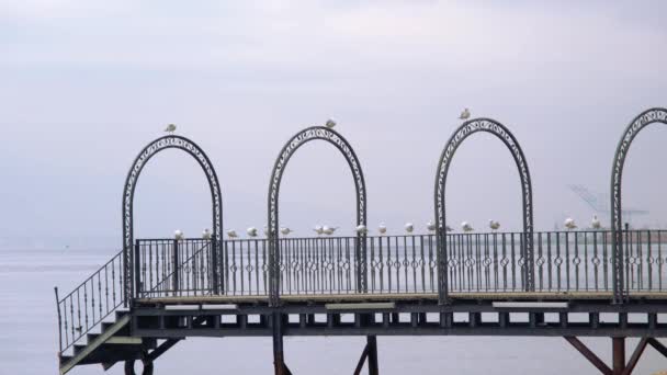 Gaviotas en el muelle — Vídeos de Stock