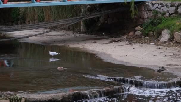 Su kanalındaki kuşlar — Stok video
