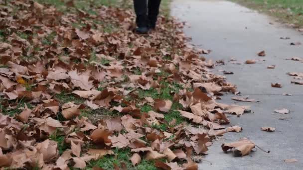 Chodzenie wśród suchych liści — Wideo stockowe