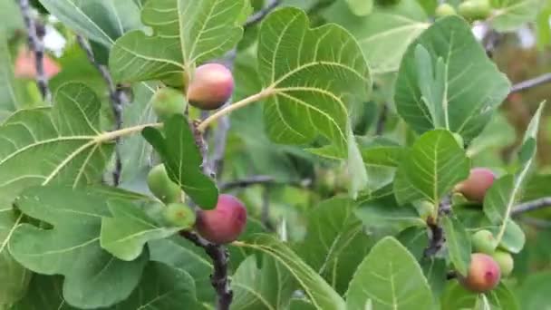 Feigenfrucht am Baum — Stockvideo