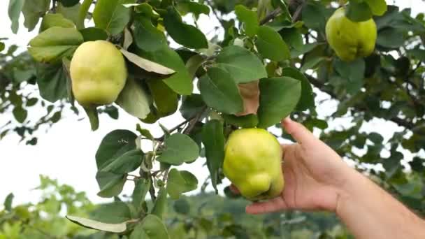 Memetik buah quince — Stok Video