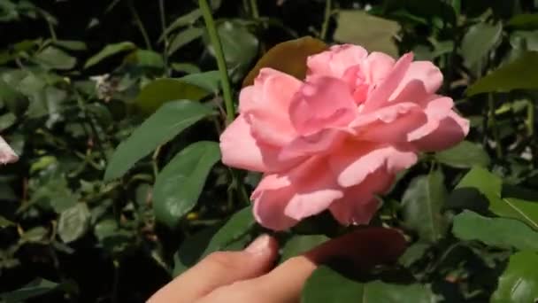 Людина пахне трояндами — стокове відео