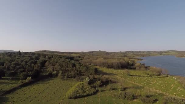 Forêt et jeunes arbres, inclinaison du drone — Video