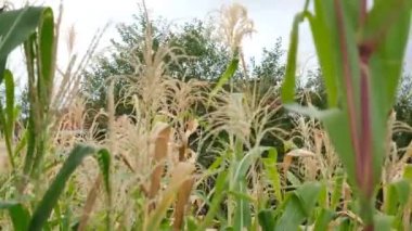 Bahçedeki mısır koçanları