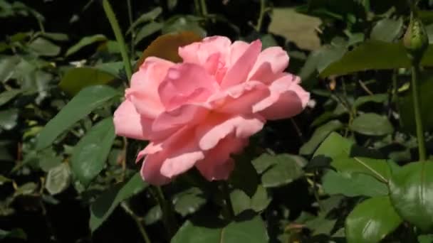Mawar merah muda bergoyang — Stok Video