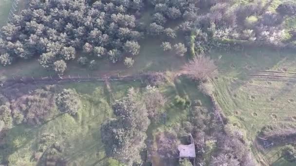 Trees sapling with aerial drone — Vídeos de Stock