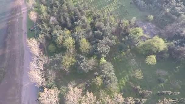 Trees and green meadow, aerial — Video