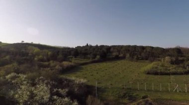 Orman ve fidanların havası