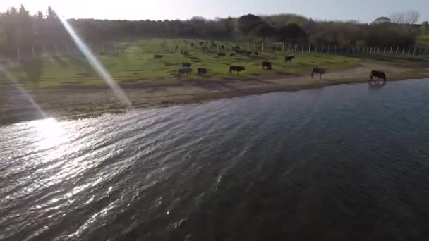 Troupeau de bovins aériens avec soleil réfléchissent — Video